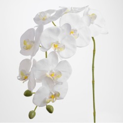 Tige d'orchidée Phalae Eden...