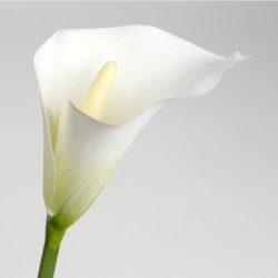 Tige d'arum Calla lily...