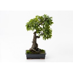 Bonsaï ficus tachiki...