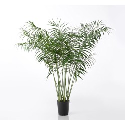 Palmier Areca 200 cm 