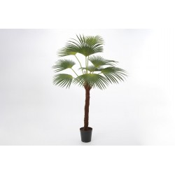 Palmier Palm royal 215 cm 