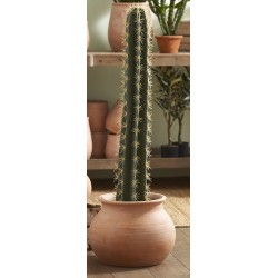 Cactus cierge en pot 104 cm