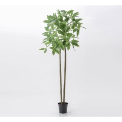 Pachira pot Hauteur 280 cm 