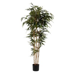 Bambou 218 cm