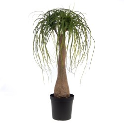 Baucarnea Nolina en pot 90 cm 