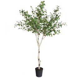 Bouleau Betula hauteur 226 cm 