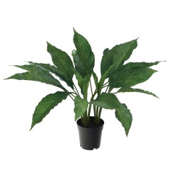 Calathea en pot 60 cm