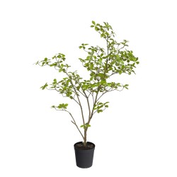 Gardenia Jasmin 120 cm 