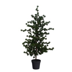 Cèdre Atlantica 158 cm 