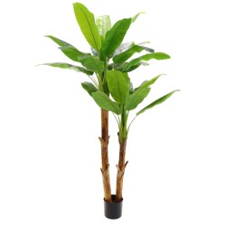 Bananier double H200 cm